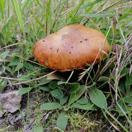 Agroturystyka Pod Dobrymi Skrzydlami Wiski Εξωτερικό φωτογραφία
