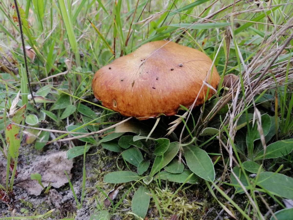 Agroturystyka Pod Dobrymi Skrzydlami Wiski Εξωτερικό φωτογραφία